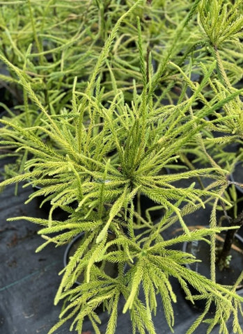 Cryptomeria japonica 'Araucarioides'