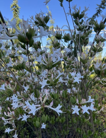 Rhododendron viscosum