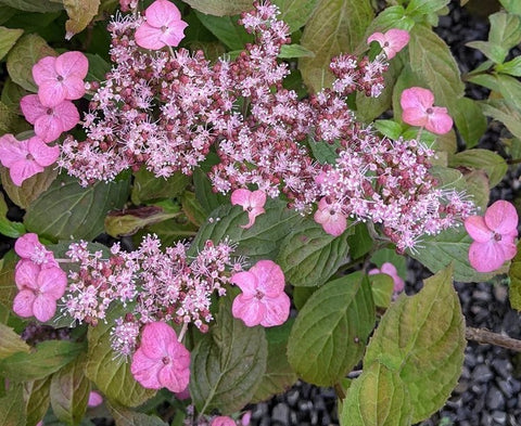 Hydrangea serrata 'Iyo No Usuzumi'