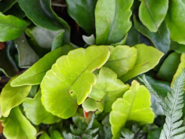 Pyrrosia lingua 'Yabane fu' aka Yubane Fu Felt Tongue Fern  (Pyrrosia lingua 'Yabane')