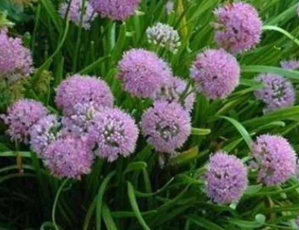 Allium 'Summer Beauty'