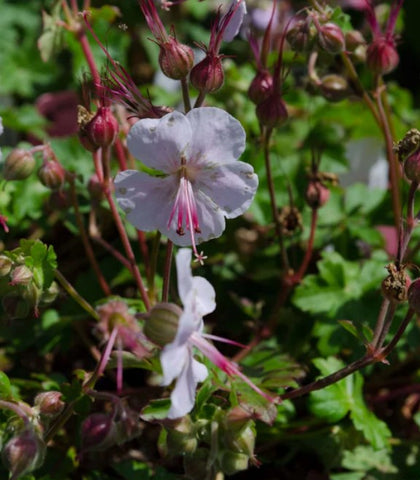 Geranium x cantabrigiense 'Biokovo'