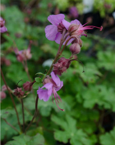 Geranium x cantabrigiense 'Karmina'