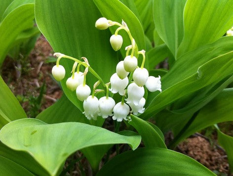 Convallaria majalis