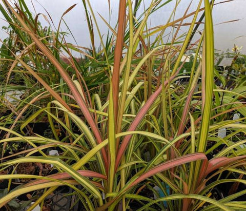 Cordyline australis 'Cha Cha'