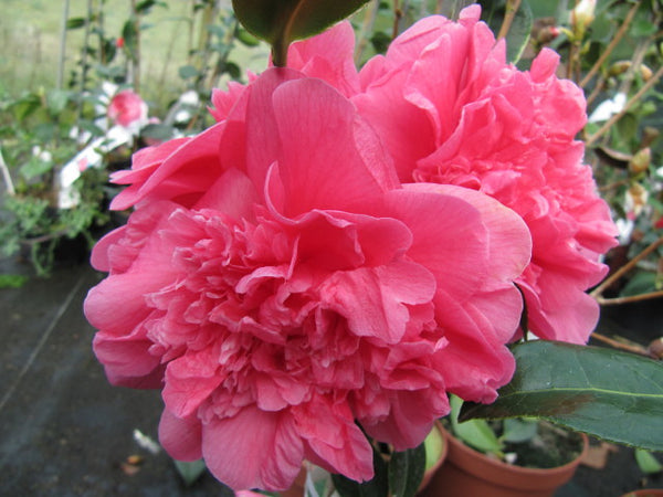 Camellia x williamsii 'Anticipation'