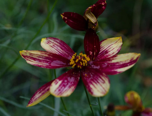 Coreopsis verticillata 'Route 66'