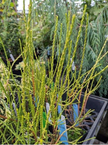 Platycladus orientalis 'Franky Boy' (aka Thuja orientalis 'Franky Boy,' Golden Thread Leaf Chinese Arborvitae)