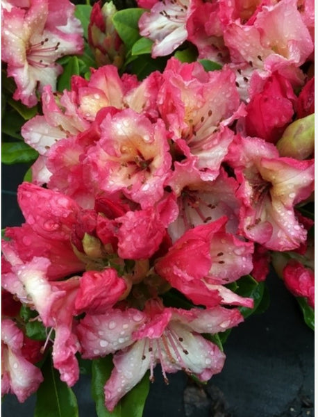 Rhododendron 'Fire Rim'