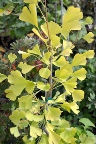 Ginkgo biloba 'Beijing Gold'