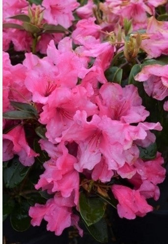 Rhododendron 'Oudijk's Sensation'