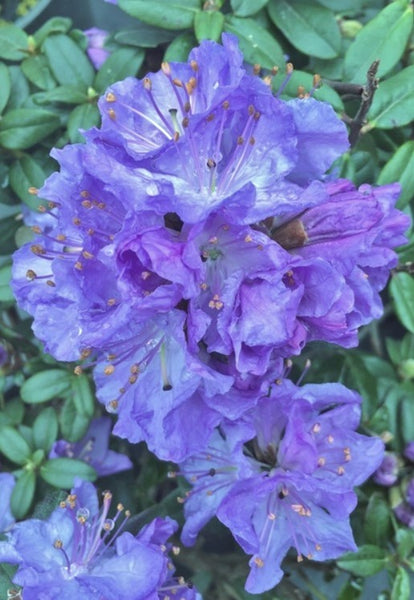 Rhododendron 'Crater Lake'