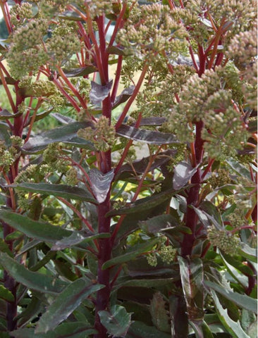 Sedum 'Garnet Brocade'