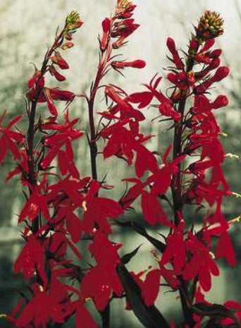 Lobelia x hybrida 'Queen Victoria'