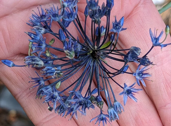 Allium caeruleum (Allium azureum)