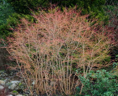 Cornus sanguinea 'Midwinter Fire'