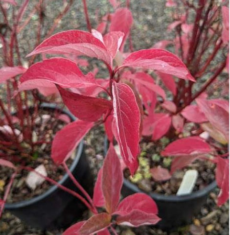 Cornus sericea Arctic Fire™