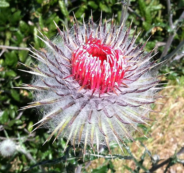 Cirsium occidentale (aka Cobweb Thistle)