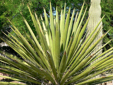 Yucca faxoniana