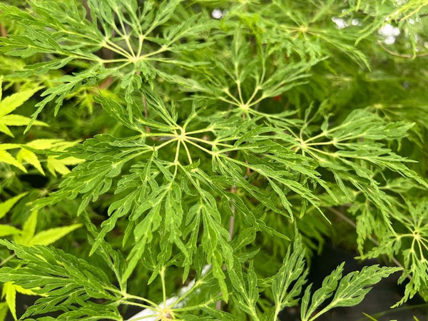 Acer japonicum 'Fairy Lights' (aka Japanese Maple)