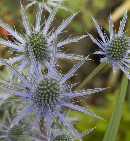 Eryngium alpinum