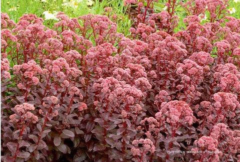 Sedum 'Orbicular Bronze'
