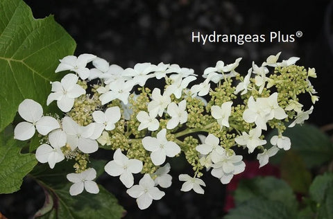 Hydrangea quercifolia 'Ellen Huff'