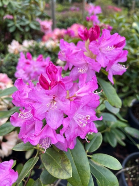 Rhododendron callimorphum