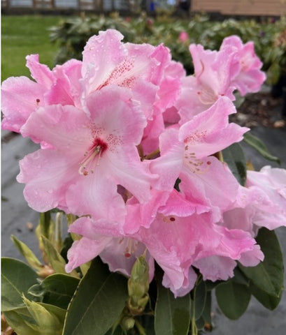 Rhododendron 'Cotton Candy'