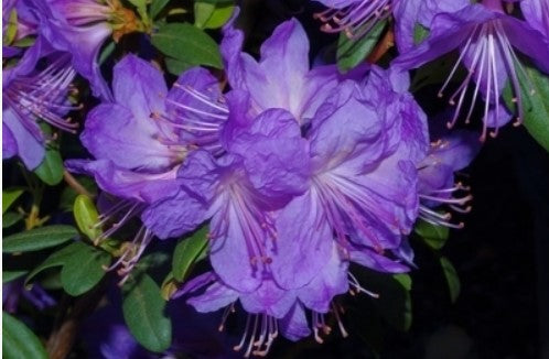 Rhododendron 'Bluenose'