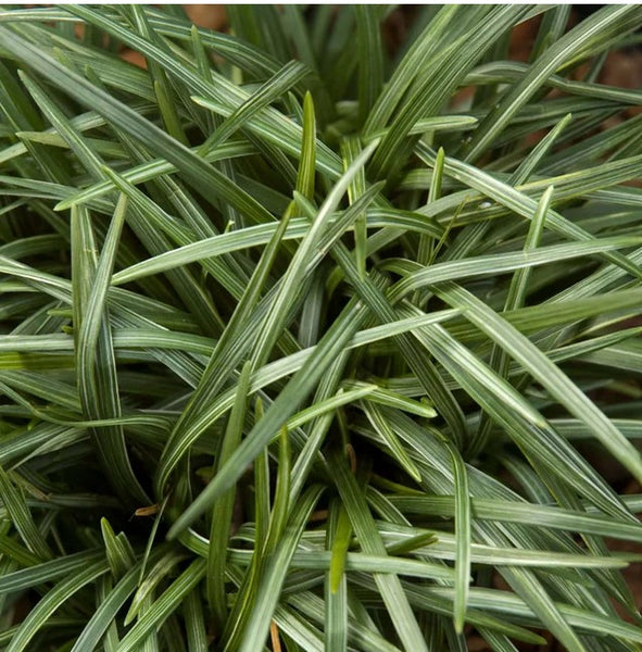 Ophiopogon japonicus 'Gyoku Ryu'