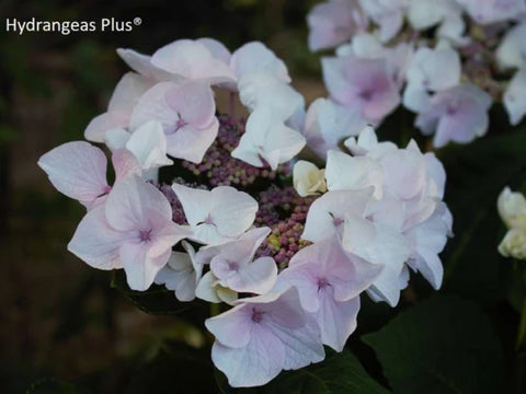 Hydrangea macrophylla 'Princess Lace'