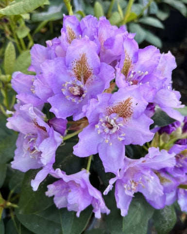 Rhododendron 'Fastuosum Flore Pleno'