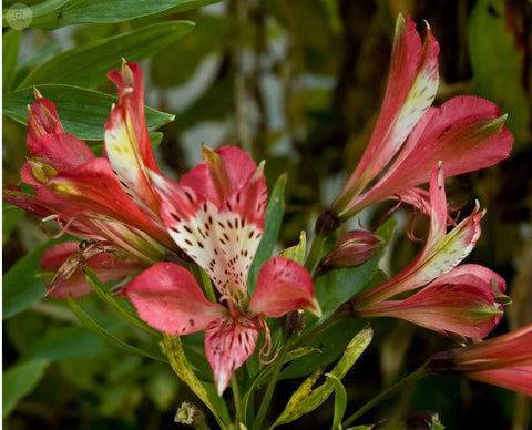 Alstroemeria 'Freedom'