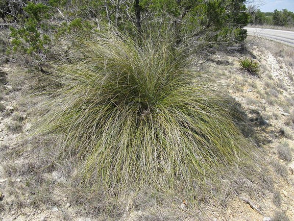 Nolina lindheimeriana [BBNP]
