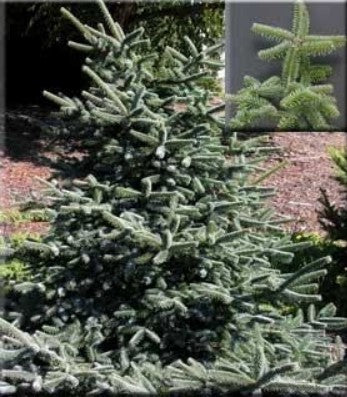 Abies marocana (aka Moroccan Fir)