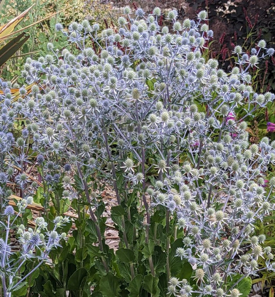 Eryngium planum 'Blue Glitter'