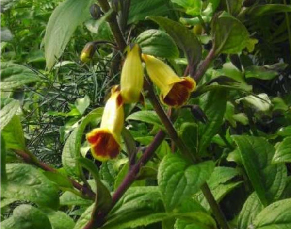 Titanotrichum oldhamii