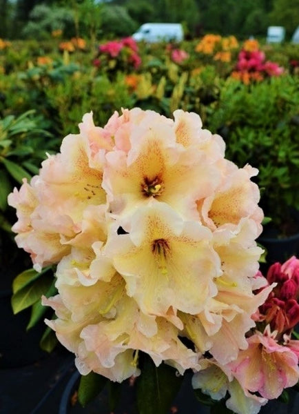 Rhododendron 'Wind River'