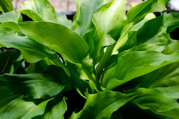 Hosta 'Eola Salad Bowl'