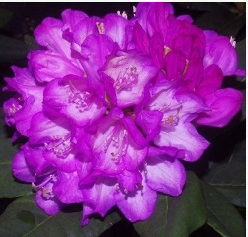 Rhododendron 'Amiblue'