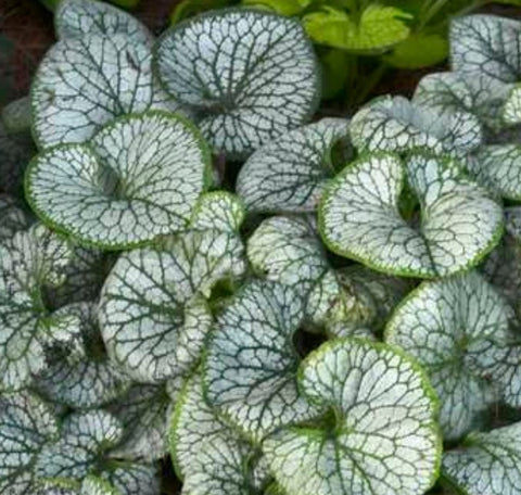 Brunnera macrophylla 'Jack Frost'