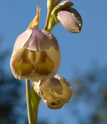 Gladiolus papilio