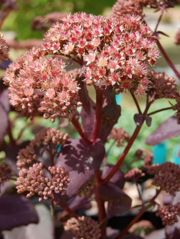 Sedum 'Purple Emperor'