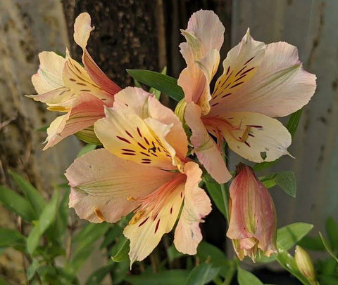 Alstroemeria 'Koice' (aka Inca Ice)