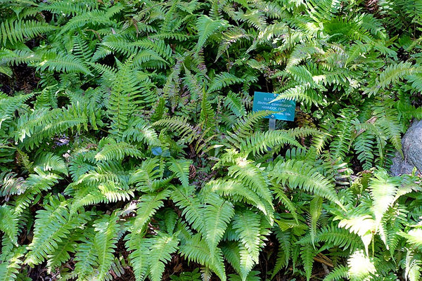 Blechnum appendiculatum
