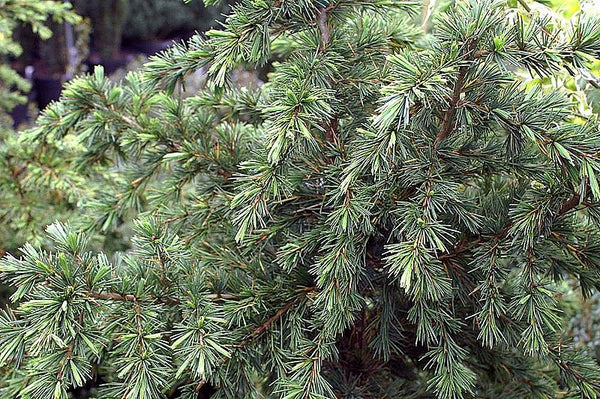 Cedrus deodara 'Divinely Blue' aka Divinely Blue Himalayan Cedar