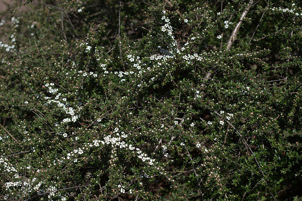 Cotoneaster conspicuus