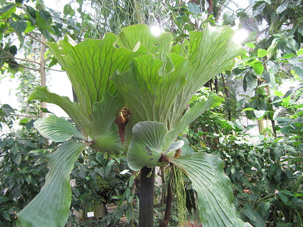 Platycerium elephantotis