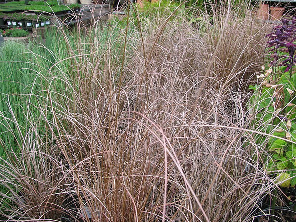 Carex buchananii ‘Red Rooster’